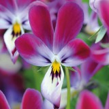 Viola hybrida 'Bunny Ears' 